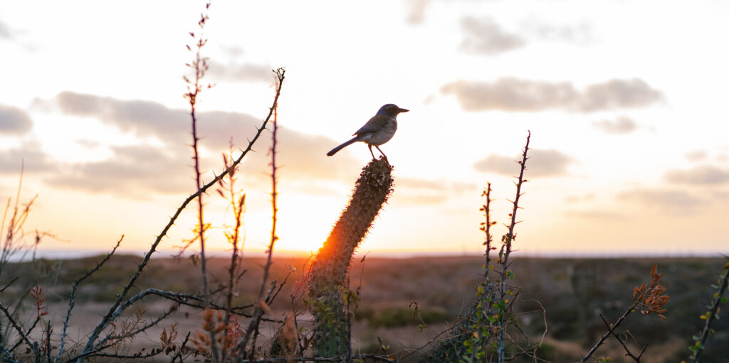 Tribu Todos Santos - Yoga Retreats