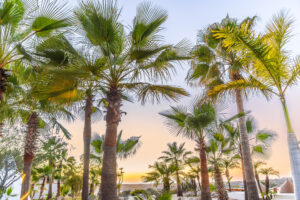 Mindful Escapes in Baja